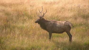 Young bull elk on the meadow