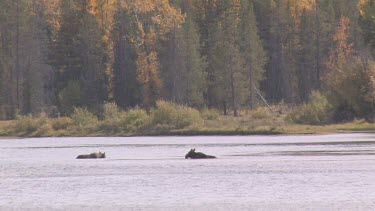 Pair of moose out on the river