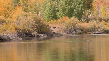 Bull  moose on a river bank in a pristine autumn setting