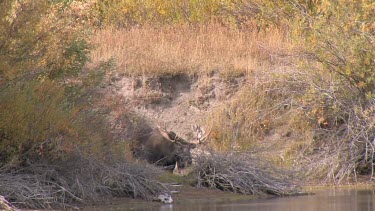 Large bull  moose standing up near a river bank