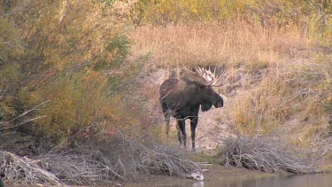 Large bull  moose along a river bank