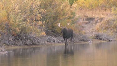 a large bull moose in a wilderness river setting