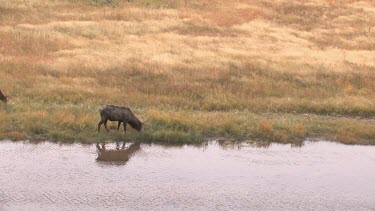 Lone elk and it's reflection along on a river bank