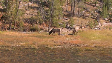 small elk herd grazing on a riverside meadow