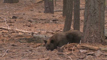 Large black bear forages in a thick forest
