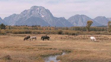 Horses out on a mountain valley range