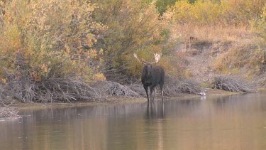 Late afternnon with a bull moose at a wilderness river bank