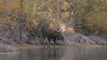 Late afternnon with a bull moose at a wilderness river bank