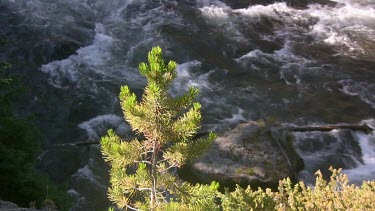 a small pine tree stands out against a rushing stream