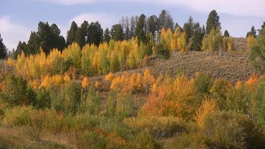 Brilliant fall color on Rocky Mountain forest slopes