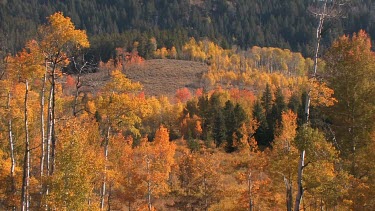 Brilliant fall color on Rocky Mountain forest slopes
