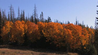 Briliant Autumn color of the American West