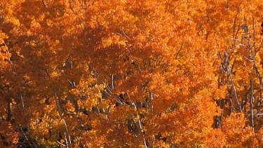 Briliant Autumn color of the American West