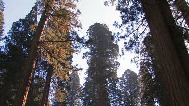 Slow tilt down on redwood forest setting