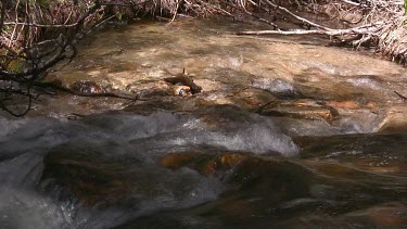 A clear spring stream