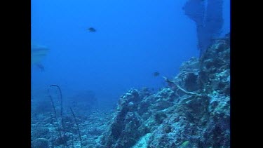 Bull Sharks glide through the water