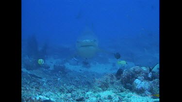 Bull Shark swims toward camera