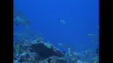 Bull Shark swims toward camera