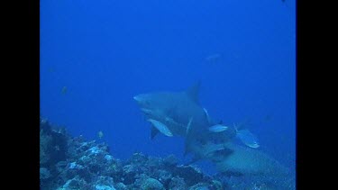 Bull Sharks swim around the camera