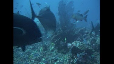 Bull Shark searches for food along the ocean floor