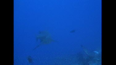 Bull Shark swims toward camera knocks camera swims away