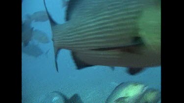 Bull Shark swims past camera bait line caught in mouth
