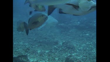 Bull Shark swims around camera bait line caught in mouth