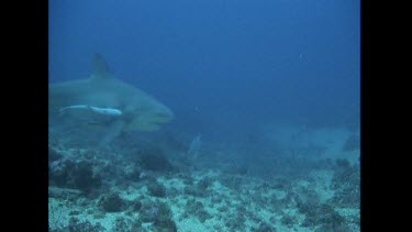 Bull Shark swims toward camera bait line caught in mouth