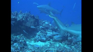 Bull Sharks search for food along the ocean floor