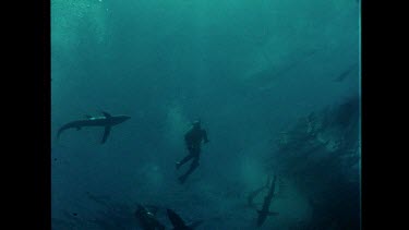 Ron Valerie Taylor dive amongst a school of Blue Sharks
