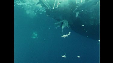 Blue Sharks swim feed below the boat