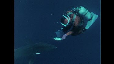 Valerie feeding Blue Sharks