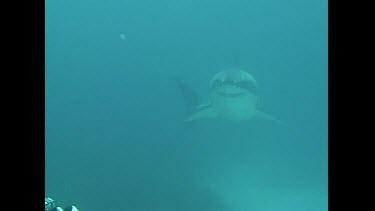 A Great White Shark approaches the divers testing the Shark POD device