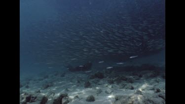 Massive school of bait fish, with diver in background