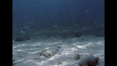 Massive school of bait fish, parting as camera diver moves through