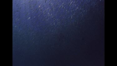 Massive school of bait fish, parting as camera diver moves through