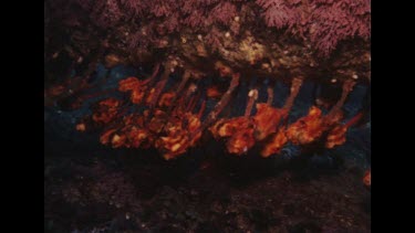 Sea squirts on Maroubra wreck