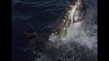 Great Whites shark lunges out of water at bait