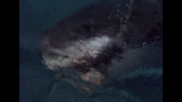 Great Whites shark lunges out of water and chomps at bait