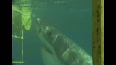 Massive Great White Shark iinvestigates divers in shark cage
