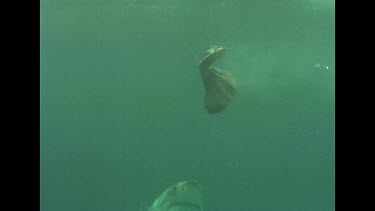 Great White Shark swims around and takes bait