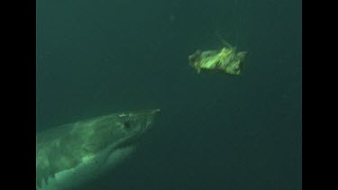 Great White Shark swims around and takes bait