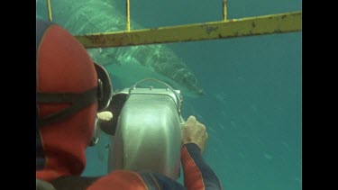 Great White swims past camera