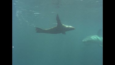 Sea Lion swims near Great White Shark