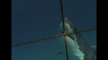 Great White shark takes bait and swims away