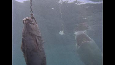 Slow motion Great White Shark swims up towards water surface reaching for bait then strikes cage with its tail