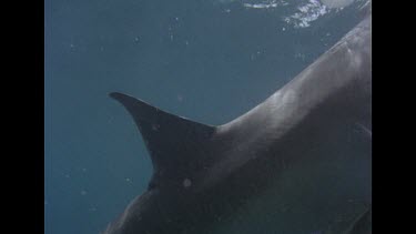 Great White Shark swims close investigates divers