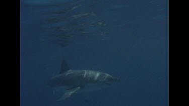 Great White Shark swims close camera