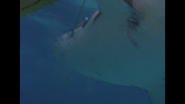 Great White Shark struggles to take bait tail splashing