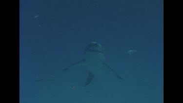 Great White Shark swims toward camera and then away